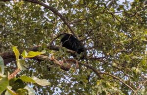 सरगुजा में भालू चढ़ा पेड़ पर रेस्क्यू ऑपरेशन में जुटी वन विभाग और पुलिस की टीम