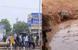 छत्तीसगढ़-रायगढ़ में गड्ढे में घंटों फंसा रहा हाथी का बच्चा, ग्रामीणों ने बचाई जान