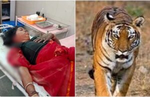 बांधवगढ़ में बाघों का फैला आतंक, कल एक बच्चे को मारने के बाद आज महिला पर किया हमला, दहशत का माहौल