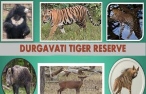 दमोह जिले की रेंज के 22 कर्मचारी वीरांगना दुर्गावती टाइगर रिजर्व से अटैच, अलग से बनाई जा रहीं तीन रेंज