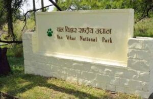 वन विहार में किंग कोबरा की मृत्यु
