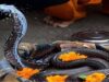 घर का वास्तु ठीक करने के लिए नाग पंचमी पर करें ये काम