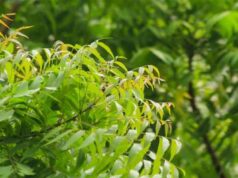 नीम की पत्तियां रोज सुबह खाली पेट खाने से शरीर को मिलेंगे 9 बड़े लाभ