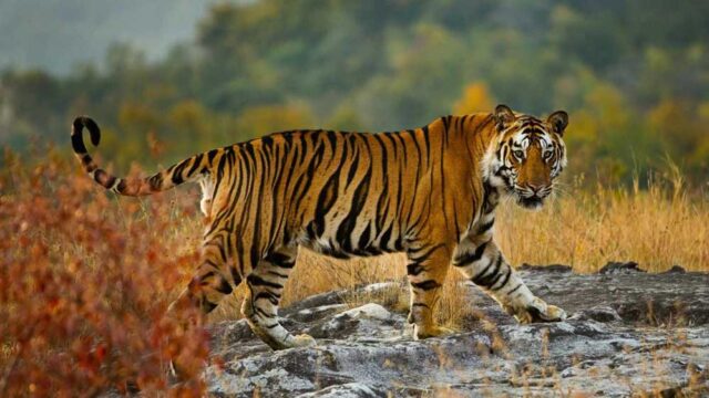 tiger_A_102_1.jpg