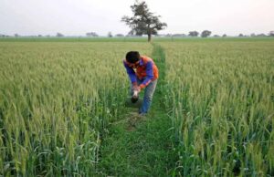 407 करोड़ का आज होगा भुगतान, 106830 किसान होंगे लाभान्वित