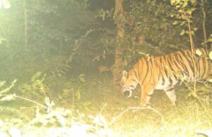 छत्तीसगढ़–महाराष्ट्र सीमा पर बाघ का आतंक: दिन-दहाड़े मवेशी पर हमला, ग्रामीण पेड़ पर चढ़कर बची जान