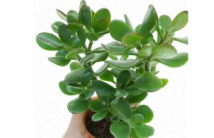 मनी प्लांट से भी ज्यादा पावरफुल है ये पौधा, इस दिशा में लगाते ही घर में बरसेगा पैसा