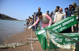 चीतों के बाद कूनो में घड़ियालों की एंट्री, सीएम ने 53 को चंबल से लाकर बसाया