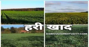 रायपुर : यूरिया का प्रभावी विकल्प बन रही हरी खाद, जशपुर में 600 हेक्टेयर में प्रदर्शन