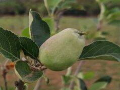 मध्य प्रदेश के सबसे ऊंचे स्थान पर सेब के बागान, पचमढ़ी में गर्म जलवायु में तोड़ा ठंडे इलाके का मिथक