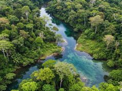 गांधीसागर बांध: 1.5 करोड़ पेड़ों में 65 लाख लोगों को ऑक्सीजन देने की क्षमता