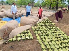 हरा सोना संग्राहकों की आय बढ़ाने के लिए बड़ा कदम, 920 करोड़ रुपए का होगा संभावित भुगतान