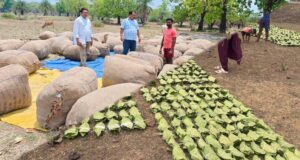 हरा सोना संग्राहकों की आय बढ़ाने के लिए बड़ा कदम, 920 करोड़ रुपए का होगा संभावित भुगतान