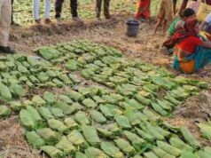 बालोद : मई के पहले सप्ताह से शुरू होगा तेंदुपत्ता संग्रहण का कार्य