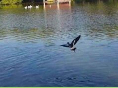 तालाबों की गुणवत्ता सुधारने के लिए निगम की नई पहल, नैनो एरेटर तकनीक से 10 दिन में दिखा असर