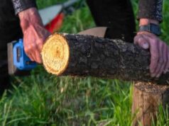 वास्तु शास्त्र: पेड़ों को काटते समय भूलकर भी न करें ये गलतियां, वरना घर में बढ़ सकता है वास्तु दोष