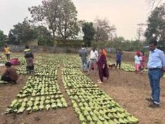 बारिश-ओलों की मार से तेंदूपत्ता खराब, मौसम की मार से संग्रहण भी प्रभावित