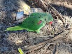 जगदलपुर में वन विभाग टीम पर हमला, तोतों की अवैध बिक्री पर कार्रवाई के दौरान हंगामा