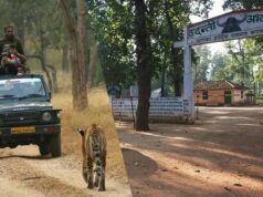 उदंती सीतानदी टाइगर रिजर्व में ‘फायर-वॉटर’ मॉडल का कमाल, 750 जल स्रोत और हाईटेक निगरानी से जंगल सुरक्षित