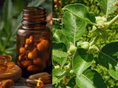 FSSAI का बड़ा फैसला: अश्वगंधा की पत्तियों पर रोक क्यों? जानें जड़ के फायदे और नुकसान