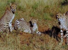 कूनो बना चीतों का ग्लोबल ब्रीडिंग सेंटर, 3 माह में 4 मादा चीता बनीं मां, प्रबंधन ने बदली रणनीति