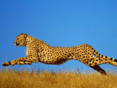 कूनो में चीतों की बढ़ती संख्या के बाद गांधीसागर बना दूसरा घर, अब नौरादेही के जंगल में तैयार 8 बाड़े, जल्द शिफ्ट होंगे चीते