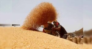 4 लाख 88 हजार किसानों से 19 लाख 90 हजार मीट्रिक टन गेहूं का हुआ उपार्जन