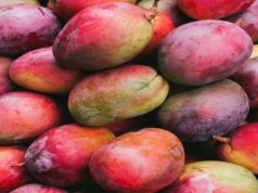 Japan Mango Ban: जापान ने भारतीय आमों पर लगाया बैन, जानिए वहां किस आम की सबसे ज्यादा डिमांड