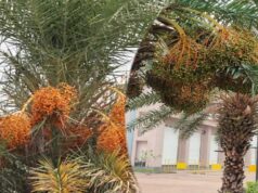 रायपुर : बस्तर की नई वैश्विक पहचान: जंगलों में फेंके जाने वाले छिंद के बीजों से तैयार हुई अनोखी हर्बल कॉफी