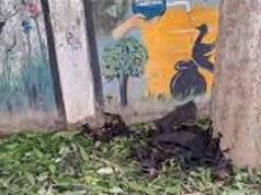 नौतपा की भीषण गर्मी का असर, रोज 500 चमगादड़ों की मौत से मचा हड़कंप