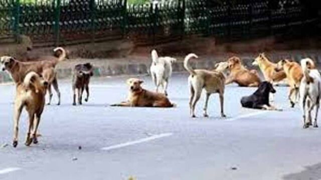 Dog_03.jpg