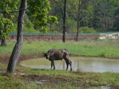 कान्हा में ‘जंगली भैंस’ की वापसी से हो रहा प्रदेश का वन्य वैभव समृद्ध