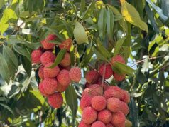 लीची से बदलेगी बस्तर की तस्वीर