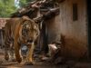 बांधवगढ़ में खूनी बाघ का आतंक! घर में घुसकर महिला को मार डाला, 3 परिजन घायल