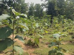 बिलासपुर में वन विकास निगम की हरित क्रांति