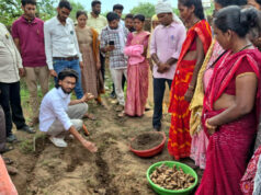धमतरी का ‘नगरी’ बनेगा हल्दी उत्पादन का नया हब: 250 किसानों ने थामा वैज्ञानिक खेती का हाथ, 250 टन पैदावार का लक्ष्य