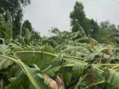 बुरहानपुर में आंधी-बारिश से तबाह केला फसल, CM मोहन यादव ने तय की मुआवजा राशि