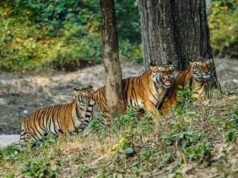 आज से बंद हुए CG के टाइगर रिजर्व और वन्यजीव अभयारण्य, पर्यटकों की एंट्री पर रोक