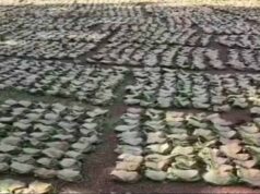 बस्तर में तेंदूपत्ता खरीदी का नया रिकॉर्ड, फिर भी 50 हजार संग्राहकों ने नहीं किया संग्रहण कार्य