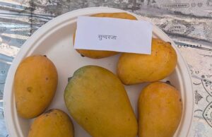 मध्यप्रदेश से संयुक्त अरब अमीरात को जीआई-टैग वाले रीवा सुंदरजा आमों का हुआ पहला वाणिज्यिक निर्यात