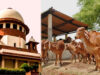 तमिलनाडु में गौहत्या मामले पर सुप्रीम कोर्ट का बड़ा फैसला, HC के आदेश पर रोक हटाई, राज्य सरकार को राहत