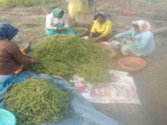 धमतरी मॉडल बना देश के लिए प्रेरणा, औषधीय पौधों की खेती से बदली महिलाओं की तकदीर, बढ़ेगा दायरा
