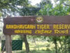 अंतर्राष्ट्रीय बाघ दिवस आज, बांधवगढ़ टाइगर रिजर्व में होंगे जागरूकता और सांस्कृतिक कार्यक्रम