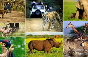 वन, वन्यजीव और पर्यावरण कानूनों के प्रभावी क्रियान्वयन के लिए न्यायिक एवं प्रशासनिक समन्वय ज़रूरी
