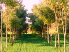 छत्तीसगढ़ में उद्योगों के लिए नया नियम, एक हेक्टेयर भूमि पर लगाने होंगे 2,500 पौधे