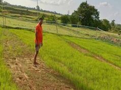 बस्तर संभाग में बारिश की बेरुखी से बढ़ी सूखे की चिंता, किसान परेशान