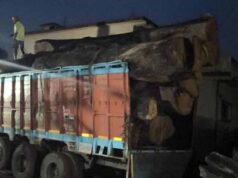 कोरबा में 206 साल के पेड़ों की लकड़ी बरामद, आरोपी गिरफ्तार, आरा मिल सील