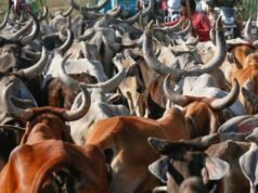 जब्त मवेशियों की कस्टडी पर बड़ा फैसला आएगा, हाईकोर्ट तय करेगी कोर्ट के अधिकार