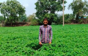 प्राकृतिक खेती को बढ़ावा देने की पहल ला रही बदलाव, हरी खाद अपनाकर आत्मनिर्भर खेती की राह पर बढ़ रहे किसान