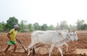 प्रदेश में मानसून के दस्तक के साथ ही खेती-किसानी में तेजी